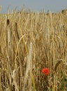 Single wild poppy in corn field