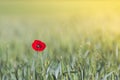 A single wild poppy growing in a field of wheat at sunset Royalty Free Stock Photo