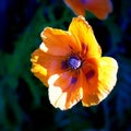 Single wild red corn poppy flower blossom Royalty Free Stock Photo