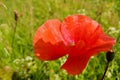 Single wild red corn poppy flower blossom Royalty Free Stock Photo