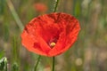 Single wild red corn poppy flower blossom Royalty Free Stock Photo