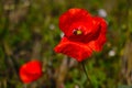 Single wild red corn poppy flower blossom in the spring Royalty Free Stock Photo