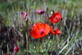 Single wild red corn poppy flower blossom in the spring Royalty Free Stock Photo