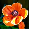 Single wild red poppy flower blossom in the sunshine Royalty Free Stock Photo