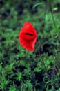 Single wild red poppy flower on meadow on green grass background. Closeup Royalty Free Stock Photo