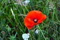 Single wild red poppy