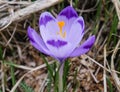 Single Wild spring crocus flowers closeup