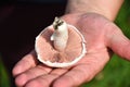 Single Wild White Mushroom