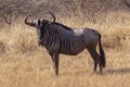 Single Wild Wildebeest on Dry Winter Grass and Bush Royalty Free Stock Photo