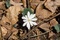 Single Wildflower Bloodroot - Sanguinaria Canadensis Royalty Free Stock Photo