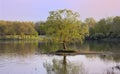 Single willow tree in the middle of lake Royalty Free Stock Photo