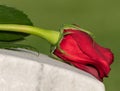 Single Wilted Red Rose on Cemetery Grave Marker