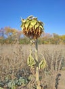 Single wilted sunflower in fluff in the field Royalty Free Stock Photo