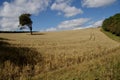Single windswept tree in a cornfield with blue sky and white clouds. Royalty Free Stock Photo