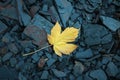 Single withered maple leaf on cold stones Royalty Free Stock Photo