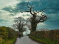 A single woman walker in walking gear on a wet country lane between hedgerows, one recently cut. Taken in Cheshire, UK on a grey,