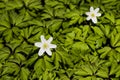 A single wood anemone Royalty Free Stock Photo