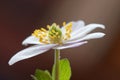 Single wood anemone, brown background