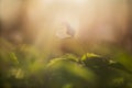 Single wood anemone in a spring sunlight