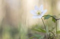 Single wood anemone Royalty Free Stock Photo