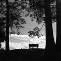 A single wooden bench between trees