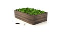 Wooden Raised Garden Beds with green plants 3D Rendering