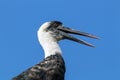 Single Woolly Necked stork against Blue Cloudy Sky