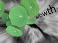 Single word GROWTH with green leaves of a plant on black and white background. Life hope and business growth concept with nature Royalty Free Stock Photo