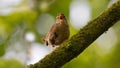 A single wren songbird singing on a branch Royalty Free Stock Photo