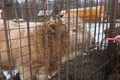 A single Yak in a fenced enclosure eats carrots