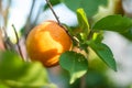 Single yellow apricot on a branch of a fruit tree in summer. Selective focus. Gardening concept. Nature background, wallpaper. Royalty Free Stock Photo