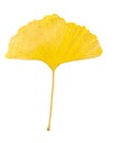 Single yellow autum leaf of gingko Ginkgo biloba isolated on white background Royalty Free Stock Photo