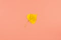 Single yellow Autumn leaf isolated on pink pastel color