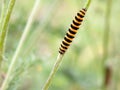 Single yellow and black caterpillar crawling down green stem Royalty Free Stock Photo