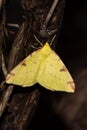 Single yellow Brimstone Moth, Opisthograptis luteolata