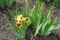 Single yellow and brown of bearded iris Royalty Free Stock Photo