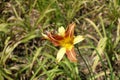 Single yellow and brown flower of Hemerocallis fulva Royalty Free Stock Photo