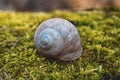 A single yellow-brown striped snail sat on a forest tree trunk. close-up details of the snail`s natural habitat.