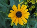 Yellow and Brown Sunflower