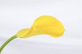 Single yellow calla lily flower isolated on white with copy space Royalty Free Stock Photo