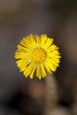 Single yellow coltsfoot