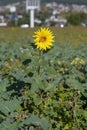 Single yellow common sunflower (Helianthus annuus) in the green agricultural field Royalty Free Stock Photo