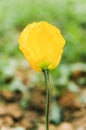 Closeup of a single yellow corn poppy flower Royalty Free Stock Photo