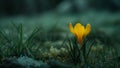 Single yellow crocus emerging in a dewy meadow at dawn