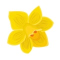 Single yellow daffodil closeup Royalty Free Stock Photo