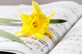 Single yellow daffodil flower lying on music book Royalty Free Stock Photo