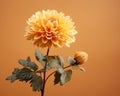 a single yellow dahlia flower against an orange background Royalty Free Stock Photo