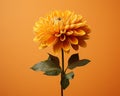 a single yellow dahlia flower against an orange background Royalty Free Stock Photo