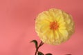 Single Yellow Dahlia flower against a pink background Royalty Free Stock Photo