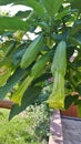 Single yellow dahlia flower bud in garden on sunny day, Royalty Free Stock Photo